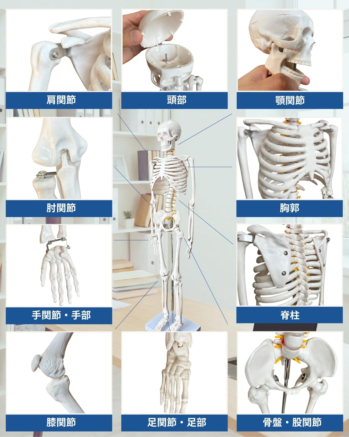 Amazon.co.jp: KIYOMARU シンプルな1/2サイズの全身骨格模型 人体模型